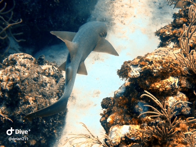 Tennessee NP Full Practice Authority